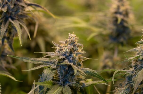Where Does Hhc Come From? 3 Hhc Gummies | Indacloud