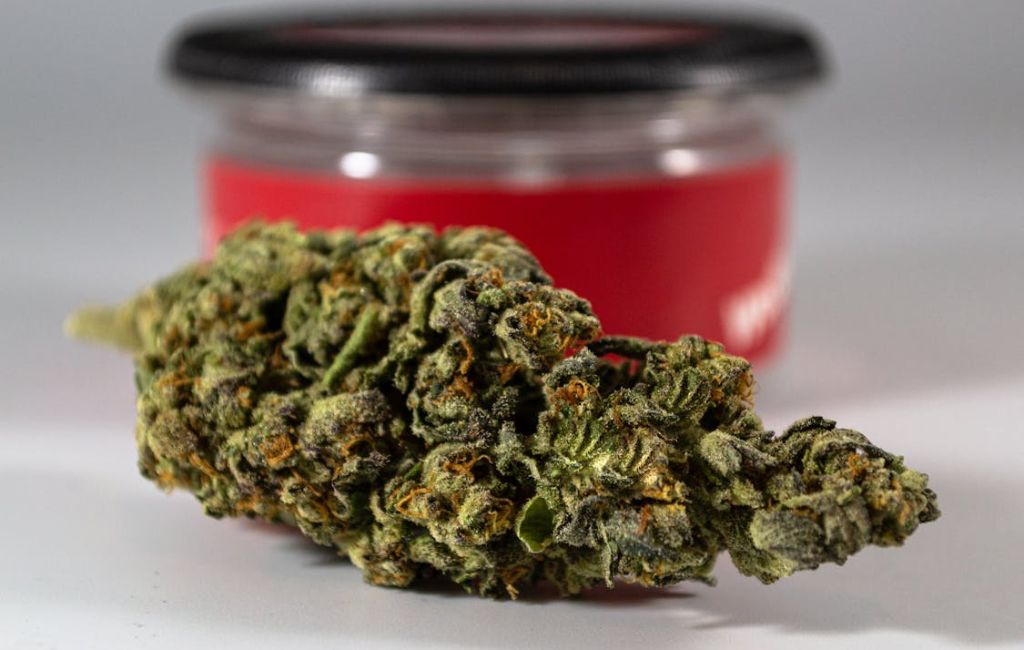 gelato 41 strain