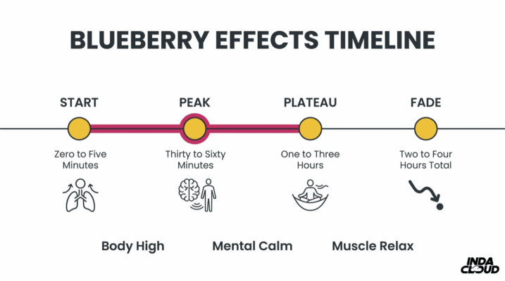 Blueberry Strain: Info, Effects, &Amp; More 3 Blueberry Effects Timeline Infographic Showing Start, Peak, Plateau, And Fade Stages With Body High, Mental Calm, And Muscle Relaxation