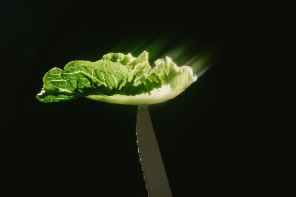 Why Modern Cannabis Culture Looks Nothing Like 2016 4 Image Of Glowing Lettuce Muchroom Like Organic Macro